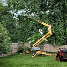 Best Tree Risk Assessment  in Baltimore, OH