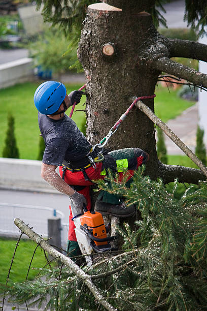 Best Seasonal Cleanup (Spring/Fall)  in Baltimore, OH