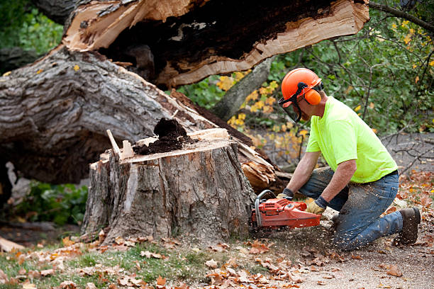 Best Tree Maintenance Programs  in Baltimore, OH