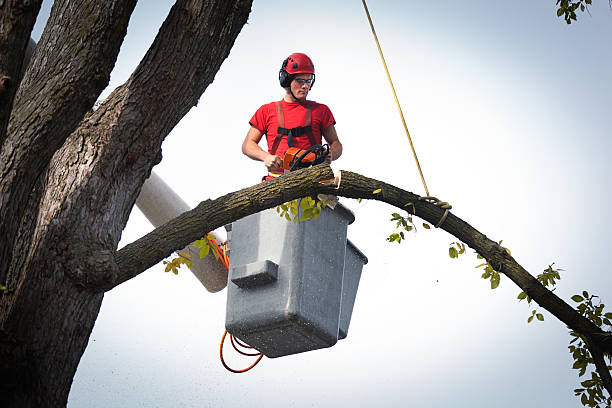 Best Tree Removal  in Baltimore, OH